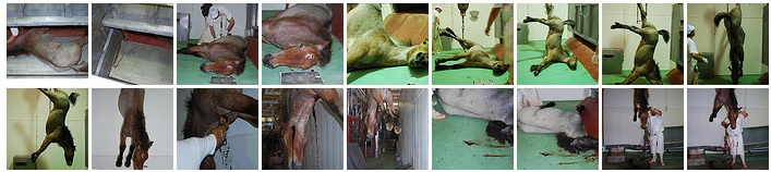 Galería de Flickr de mataderos de caballos | Investigación de Igualdad Animal