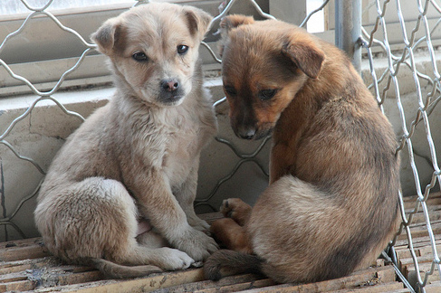 Erfolg in China: Hundeschlachthaus und 33 Verkaufsstellen geschlossen 2