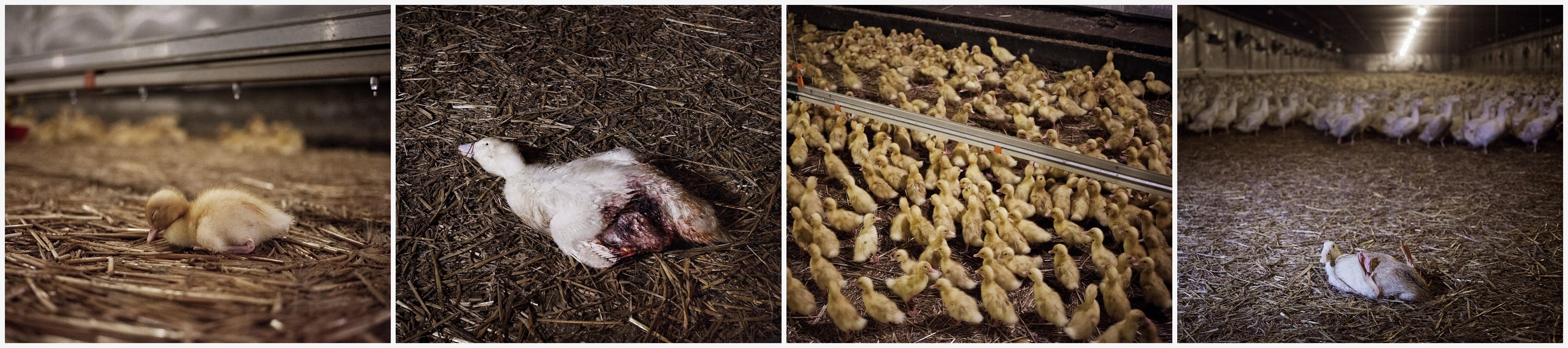 Die Qual der Weihnachtsente: Eine neue Recherche von Animal Equality 6