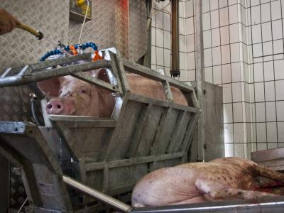 Schweine Töten Schweine Töten